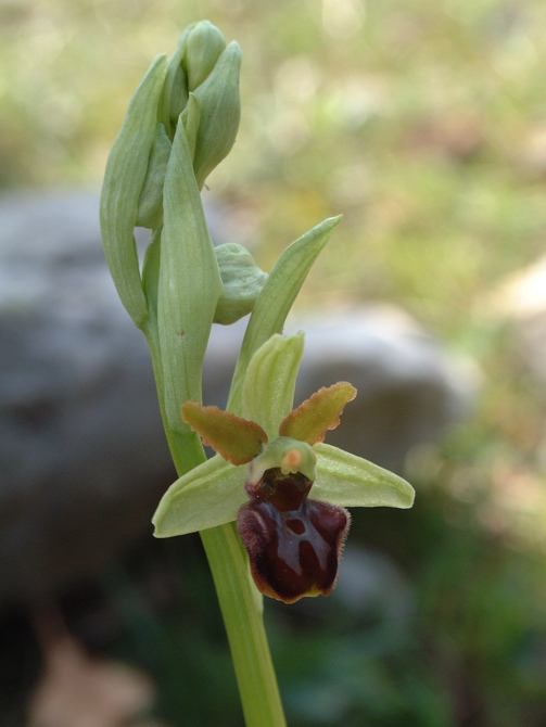 Ophrys sphegodes